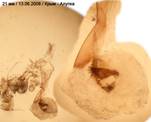 I.camparia_2.1_13