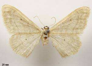 I.deversaria_1