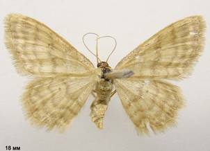 I.dilutaria