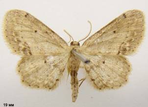I.dimidiata_1