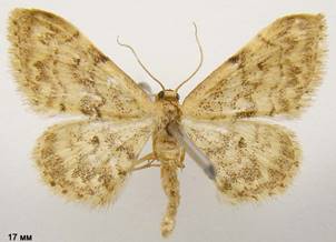 I.inquinata_1