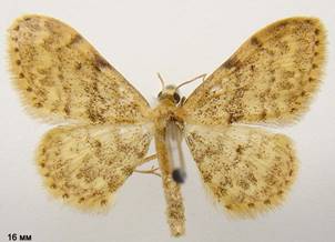 I.inquinata_3