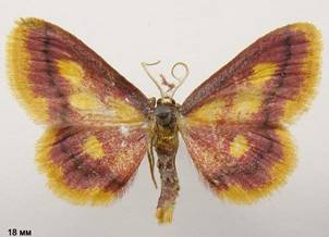 I.muricata