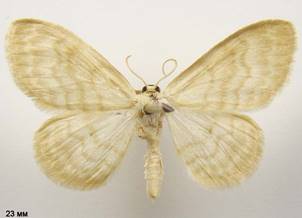 I.nitidata