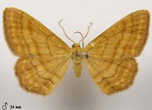 I.ochrata_1