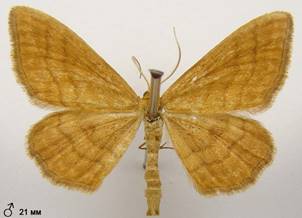 I.ochrata_2