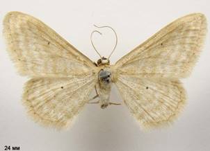 I.ossiculata_1