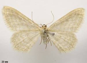 I.ossiculata_2