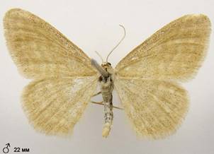 I.pallidata_2