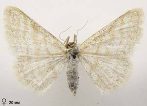 I.pallidata_4