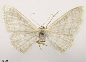 I.subsericeata