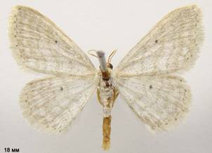 I.subsericeata_2
