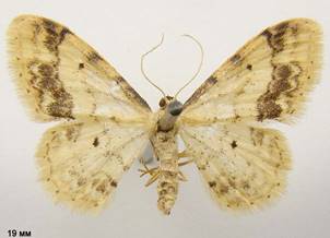 I.trigeminata_1