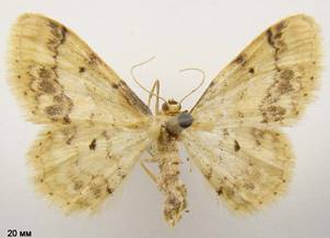 I.trigeminata_2
