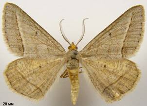 I.arenacearia_1