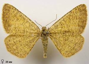 I.roraria