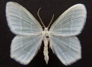 J.lactearia_2.