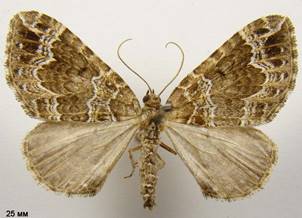 L.otregiata