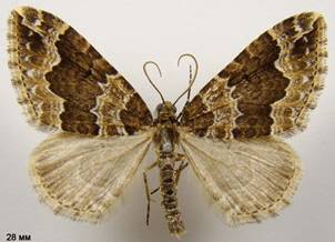 L.suffumata_1