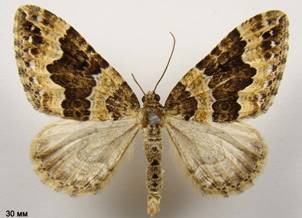L.suffumata_2