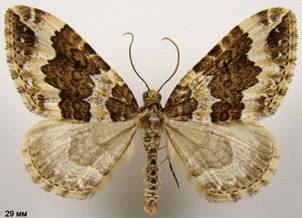 L.suffumata_3