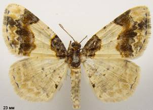 L.adustata_3
