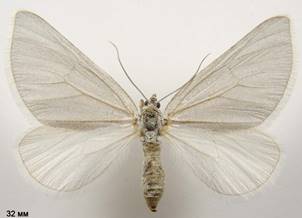 L.farinata