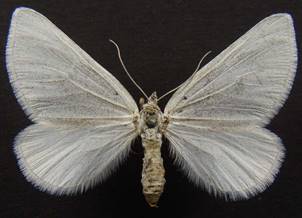 L.farinata.
