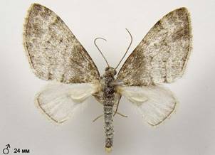 L.halterata_1