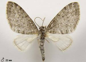 L.halterata_2