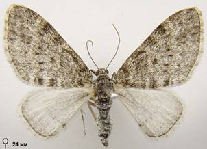 L.halterata_6
