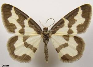 L.marginata_1