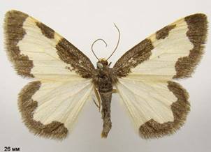 L.marginata_4