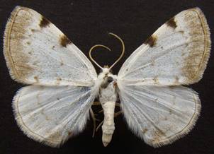 L.bimaculata_1