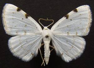 L.bimaculata_141