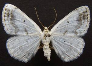 L.temerata_2
