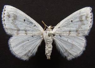L.temerata_3