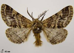 L.hirtaria_9