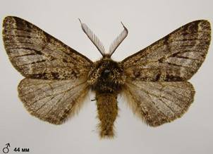 L.hirtaria_2