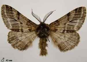 L.hirtaria_3