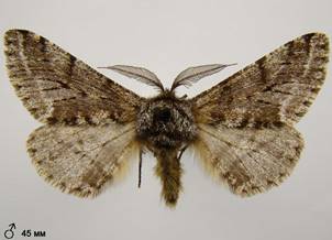 L.hirtaria_4