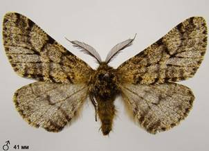 L.hirtaria_1