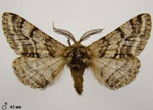 L.hirtaria_8