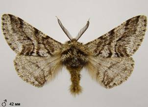 L.hirtaria_7