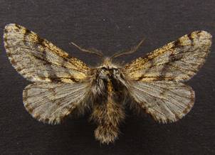 L.pomonaria_1.