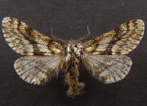 L.pomonaria_3.