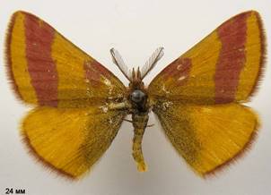 L.cruentaria_1
