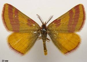 L.cruentaria_2