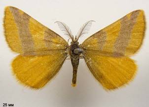 L.cruentaria_4