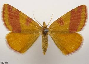 L.cruentaria_5